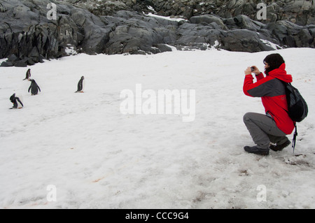 Antarktis, Antarktische Halbinsel. petermann Island. touristische Erkundung petermann Island, Gentoo Pinguin (Pygoscelis papua). Stockfoto