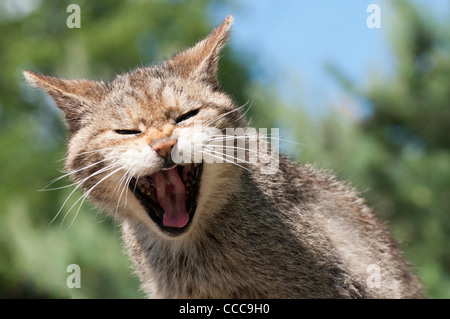 Schottische Wildkatze (Felis Silvestris Grampia) Stockfoto