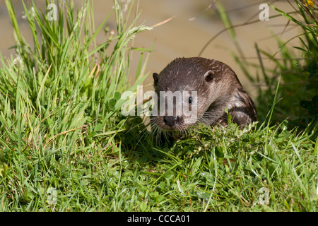 Europäische OTTER (auch bekannt als EURASISCHE FISCHOTTER) "Lutra Lutra" Stockfoto