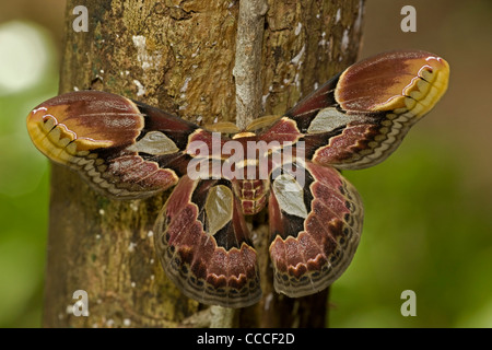 Lebeau Rothschildia, Silkmoth, (Rosthschildia Lebeau), Costa Rica Stockfoto