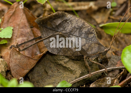 Leaf mimischen Grashuepfer - Costa Rica - getarnt Blatt für die Verteidigung gegen Raubtiere aussehen Stockfoto