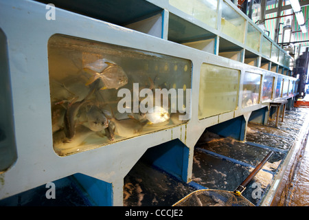 Tanks von frisch gefangenen Fisch zum Verkauf an Aberdeen Großhandel Fisch und Meeresfrüchte-Markt Hongkong Sonderverwaltungsregion Hongkong China Asien Stockfoto