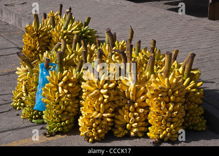 Viele Trauben gelb, reife Bananen stehen senkrecht auf dem öffentlichen Markt in Pujilí, Ecuador im zentralen Hochland. Stockfoto