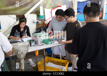 Käufer und Verkäufer abrechnen am Ende der Verkaufstag Aberdeen Großhandel Fisch und Meeresfrüchte-Markt Hongkong Sonderverwaltungsregion Hongkong China Asien Stockfoto