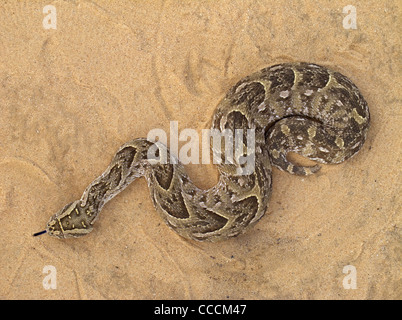 Eine giftige Kreuzotter in Blätterteig (Bitis Arietans) Schlange, Kgalagadi Transfrontier Park, Südafrika Stockfoto