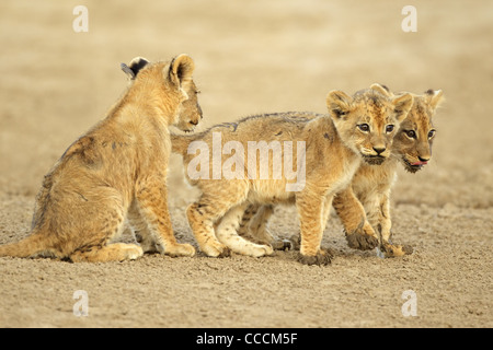 Drei süße Löwen Cubs (Panthera Leo), Kgalagadi Transfrontier Park, Südafrika Stockfoto