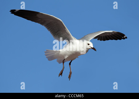 Ein Hartlaub Möwe (Larus Hartlaubii) während des Fluges, Südafrika Stockfoto