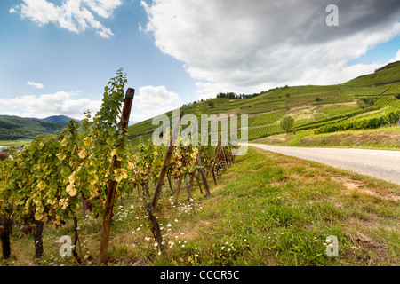 Alsace berühmten Weinstraße in Frankreich bietet dieser Ansicht auf einer kurvigen Straße durch die Weinberge in der Nähe von Riquewihr Stockfoto