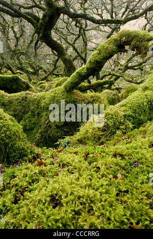 Schwarze Tor Wäldchen, oder schwarz-a-Tor Wäldchen NNR im Westen Okement River Valley, Dartmoor. Stockfoto