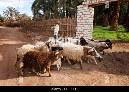 Kleiner Junge mit Schafherde in Dakhla Oase, die westliche Wüste Ägyptens Stockfoto