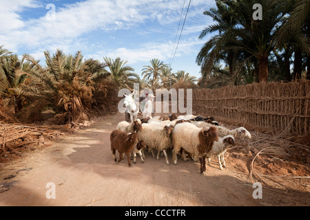 Mann auf Wagen, gezogen von Esel mit seiner Herde von Schafen und Ziegen in der Oase Dakhla, westliche Wüste Ägypten Stockfoto