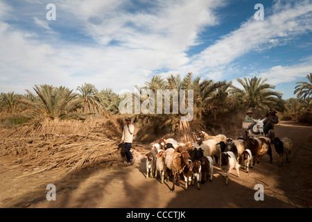 Mann auf Wagen, gezogen von Esel mit seiner Herde von Schafen und Ziegen in der Oase Dakhla, westliche Wüste Ägypten Stockfoto