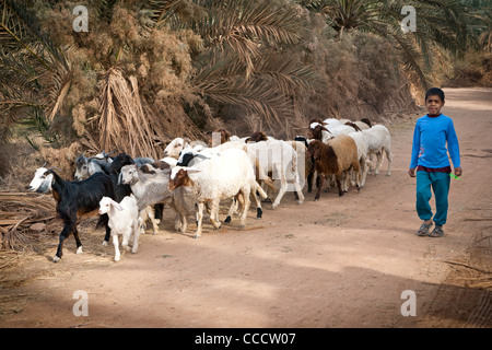 Kleiner Junge mit Herde von Schafen und Ziegen in der Oase Dakhla, westliche Wüste Ägypten Stockfoto