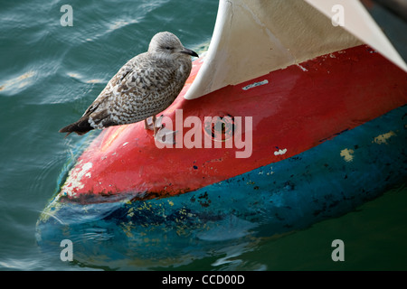 Eine Möwe steht auf dem Bug eines Bootes im Hafen von Padstow Stockfoto