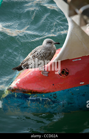 Eine Möwe steht auf die hervorstehenden Birne auf dem Bug eines Bootes im Hafen von Padstow. Stockfoto