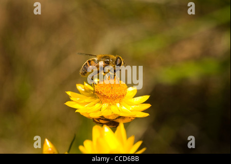 Drohne fliegen Eristalis Tenax aus der Familie Syrphidae (Schwebfliegen). Stockfoto