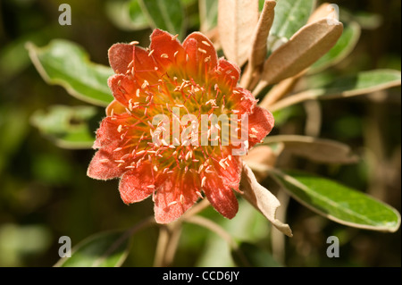 Diplolaena Grandiflora, Wildrose, Tamala Rose oder australischen rose Stockfoto