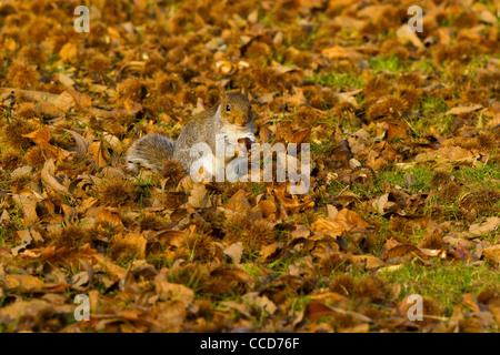 Grau-Eichhörnchen (Sciurus Carolinensis) mit Chesnut Stockfoto