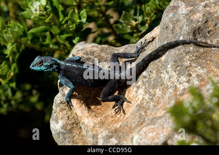 zum Sonnenbaden männlichen southern-Rock Agama Agama Atra Atra, Kap der guten Hoffnung, Südafrika Stockfoto