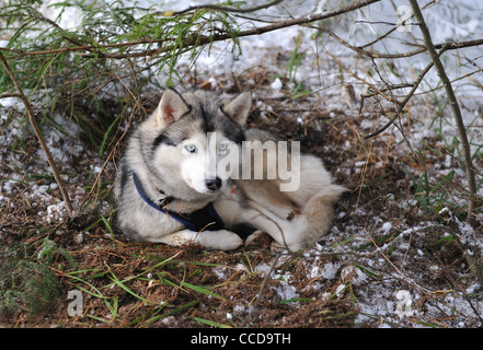 Ein Siberian Husky Hund auf dem Boden liegend Stockfoto