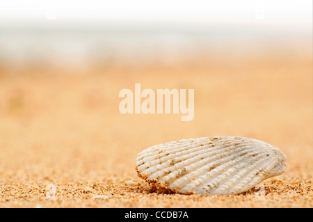 Closeup of a seashell lying on a sandy beach Stockfoto