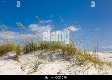 Sanddünen in der Perdido Key Bereich der Gulf Islands National Seashore in der Nähe von Pensacola, Florida Stockfoto