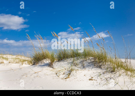 Sanddünen in der Perdido Key Bereich der Gulf Islands National Seashore in der Nähe von Pensacola, Florida Stockfoto