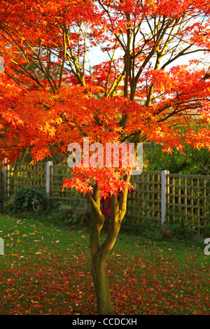 Eine rote Acer Palmateum Baum im Herbst Stockfoto