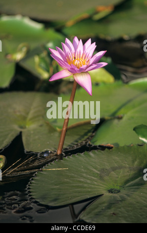 Lilie Wasser Blume (Nymphaea Stellata/Nymphaea Nouchali) im Teich, pinkly Sorte Nil Manel Dambulla, Sri Lanka Stockfoto