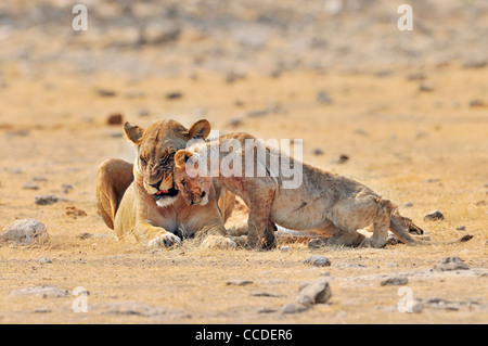 Afrikanische Löwin (Panthera Leo) mit Cub reiben Köpfe, Etosha Nationalpark, Namibia Stockfoto