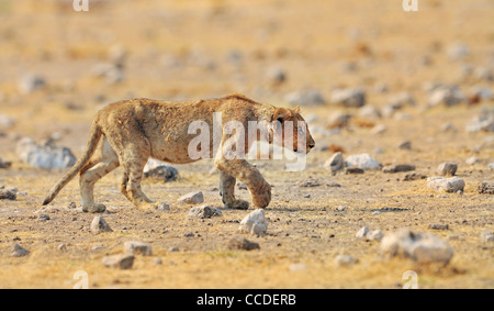 Afrikanischer Löwe (Panthera Leo) juvenile zu Fuß in der Savanne, Etosha Nationalpark, Namibia Stockfoto