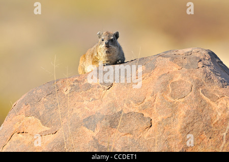 Rock Hyrax / Cape Hyrax (Procavia Capensis) auf Felsen, Namibia Stockfoto