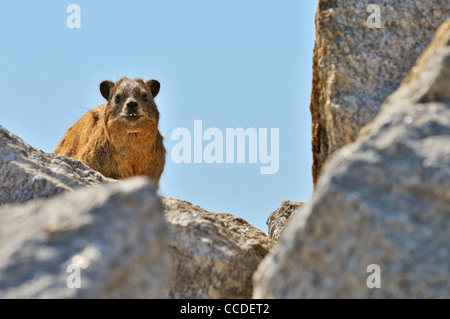 Rock Hyrax / Cape Hyrax (Procavia Capensis) auf Felsen zeigt Zähne, Namibia Stockfoto
