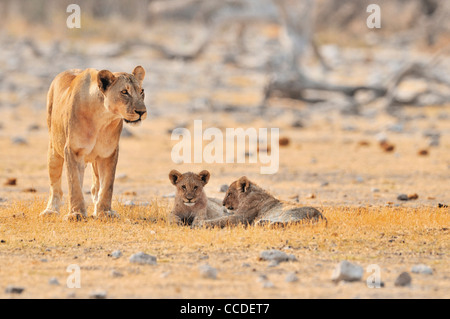 Afrikanische Löwin (Panthera Leo) mit zwei jungen, Etosha Nationalpark, Namibia Stockfoto