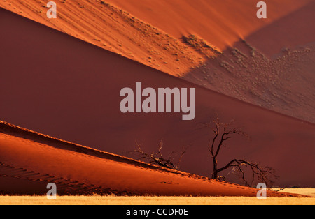 Toten Camelthorn Bäume (Acacia Erioloba) vor roten Sanddünen von Sossusvlei / Sossus Vlei in der Namib-Wüste, Namibia Stockfoto