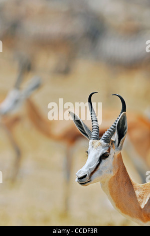 Springbock (Antidorcas Marsupialis) close-up, Etosha Nationalpark, Namibia Stockfoto