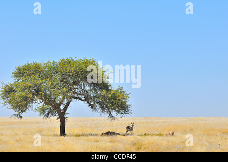 Springbock (Antidorcas Marsupialis) ruhen im Schatten eines Baumes in der Savanne, Namibia Stockfoto