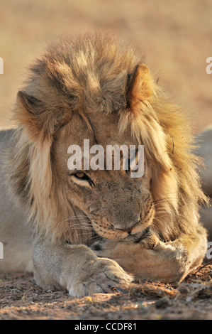 Männlichen afrikanischen Löwen (Panthera Leo) lecken Vorderpfoten, Wüste Kalahari, Kgalagadi Transfrontier Park, Südafrika Stockfoto