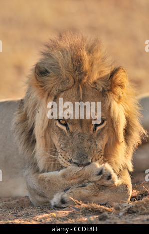 Männlichen afrikanischen Löwen (Panthera Leo) lecken Vorderpfoten, Wüste Kalahari, Kgalagadi Transfrontier Park, Südafrika Stockfoto