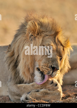 Männlichen afrikanischen Löwen (Panthera Leo) lecken Vorderpfoten, Wüste Kalahari, Kgalagadi Transfrontier Park, Südafrika Stockfoto