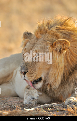 Männlichen afrikanischen Löwen (Panthera Leo) lecken Vorderpfoten, Wüste Kalahari, Kgalagadi Transfrontier Park, Südafrika Stockfoto