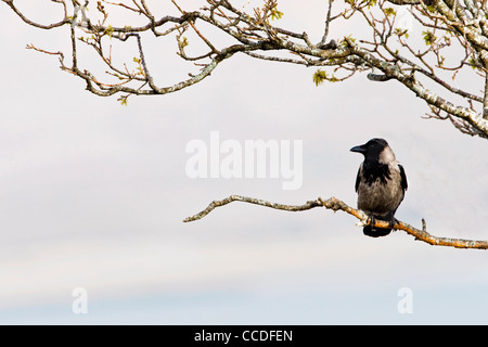 Mit Kapuze Krähe (Corvus Cornix) thront im Baum, Schottland, UK Stockfoto