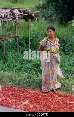 Alte Dame verkauft rote Chilischoten am Straßenrand, Dambulla, Sri Lanka Stockfoto