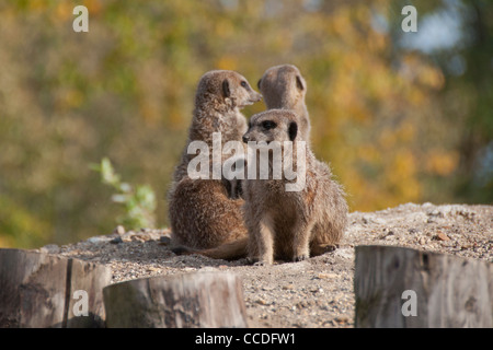 Trio der Erdmännchen oder erdmännchen (Suricata suricatta) Stockfoto