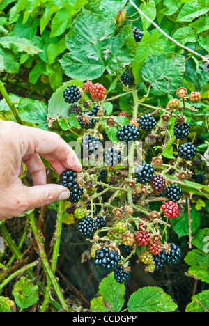 Brombeeren abgeholt wurden, natürlichen, nur eine Hand gezeigt, Kommissionierung. Brombeeren glänzen in der Sonne, die meisten Reifen schwarz einige nicht reif Stockfoto