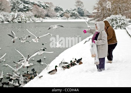 Paar Frauen Fütterung Vögel und Enten auf einem vereisten See nach einigen Schnee im Winter in Mewsbrook Park, Littlehampton, West Sussex, England, UK. Stockfoto