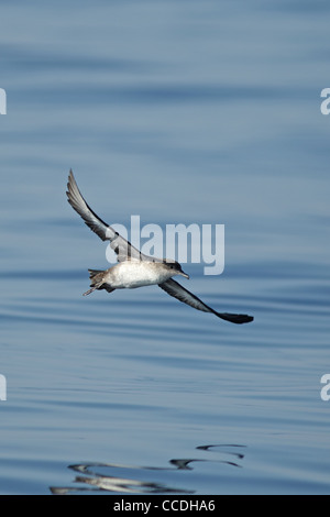 Balearen-Sturmtaucher (Puffinus Mauretanicus) Stockfoto