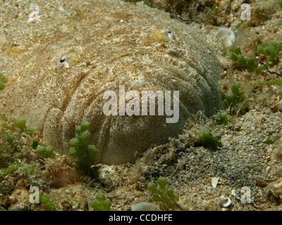 Ratte Fisch am Strand des Mittelmeers Stockfoto