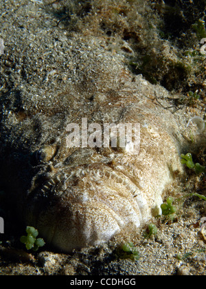 Ratte Fisch am Strand des Mittelmeers Stockfoto