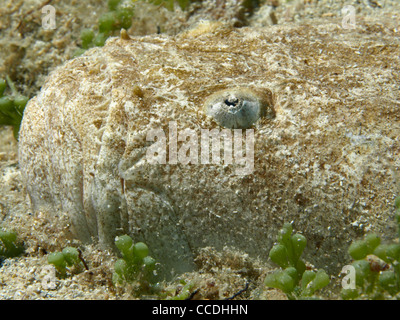 Ratte Fisch am Strand des Mittelmeers Stockfoto